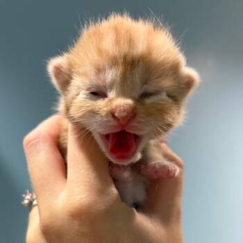 Telemachus -  Domestic Short Hair Cat for Adoption in Chattanooga, Tennessee - Telemachus | PetCurious