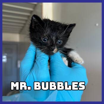 Domestic Short Hair Cats Available for Adoption - Mr. Bubbles | PetCurious
