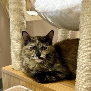 Haven -  Domestic Long Hair Cat for Adoption in Las Vegas, Nevada - Haven | PetCurious