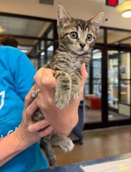 Miss Swiss -  Domestic Short Hair Cat for Adoption in Cincinnati, Ohio - Miss Swiss | PetCurious