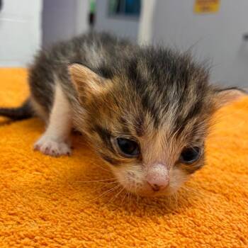 Kit Cobaine -  Domestic Short Hair Cat for Adoption in Corpus Christi, Texas - Kit Cobaine | PetCurious