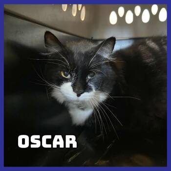 Domestic Medium Hair Cats Available for Adoption in Glenwood, Minnesota - Oscar | PetCurious