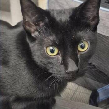 Sabrina -  Domestic Short Hair Cat for Adoption in Tampa, Florida - Sabrina | PetCurious