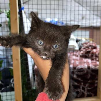 Ciabatta -  Domestic Short Hair Cat for Adoption in Los Angeles, California - Ciabatta | PetCurious