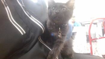 KOBE -  Domestic Short Hair Cat for Adoption in Doral, Florida - KOBE | PetCurious