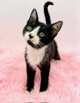 Slushie -  Tuxedo Cat for Adoption in Covington, Louisiana - Slushie | PetCurious