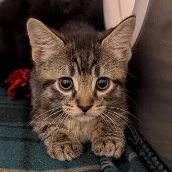 Rusty -  Domestic Short Hair Cat for Adoption in Pittsburgh, Pennsylvania - Rusty | PetCurious