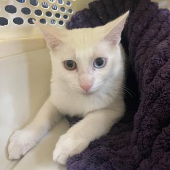 Casper -  Domestic Short Hair Cat for Adoption in Prescott, Arizona - Casper | PetCurious