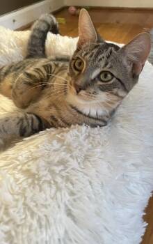 Patriot -  Tabby Cat for Adoption in Westland, Michigan - Patriot | PetCurious