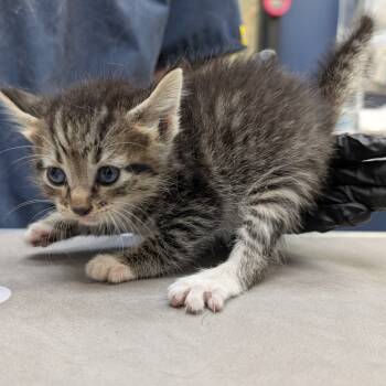 Rescue Domestic Short Hair Cats for Adoption in Galveston, Texas - Dartmouth | PetCurious