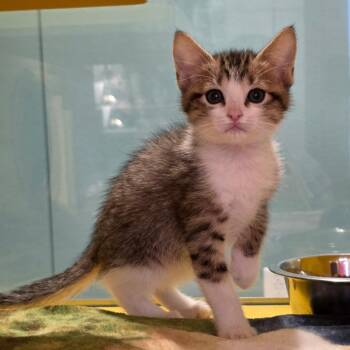 Misty -  Domestic Short Hair Cat for Adoption in Abilene, Texas - Misty | PetCurious