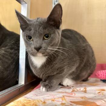 Lennox -  Domestic Short Hair Cat for Adoption in Chesapeake, Virginia - Lennox | PetCurious