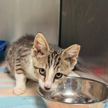 Cornelius Cornbread -  Domestic Short Hair Cat for Adoption in Richmond, Indiana - Cornelius Cornbread | PetCurious