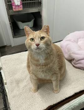 Rescue Domestic Short Hair Cats for Adoption in Meriden, Connecticut - Puddin | PetCurious