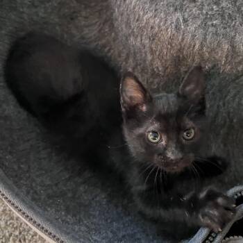 Domestic Short Hair Cats Available for Adoption in Pasco, Washington - Marsha | PetCurious