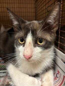 Camaro -  Domestic Short Hair Cat for Adoption in Austin, Texas - Camaro | PetCurious