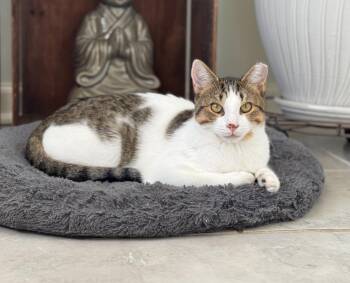 Domestic Short Hair Cats Available for Adoption - Benny | PetCurious