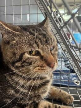 Domestic Short Hair Cats Available for Adoption in Lafayette, Indiana - Jigsaw (T11) | PetCurious