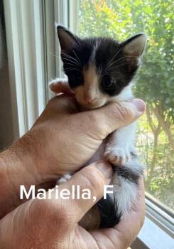 Mariella -  Domestic Short Hair Cat for Adoption in Shrewsbury, Massachusetts - Mariella | PetCurious
