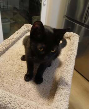 Brady -  Domestic Short Hair Cat for Adoption in Alafaya, Florida - Brady | PetCurious