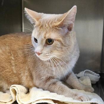 Domestic Short Hair Cats Available for Adoption - Biscotti | PetCurious