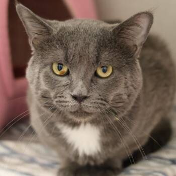 WALL-E -  Domestic Short Hair Cat for Adoption in Philadelphia, Pennsylvania - WALL-E | PetCurious