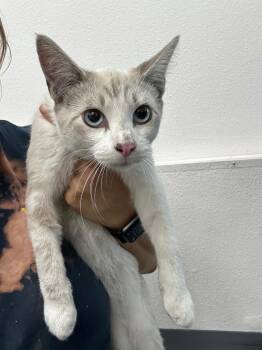 Luke -  Domestic Short Hair Cat for Adoption in Thousand Oaks, California - Luke | PetCurious