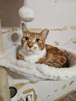 Rescue Manx Cats for Adoption - Tiger | PetCurious