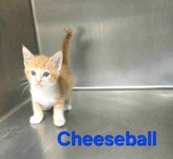 Cheeseball -  Domestic Short Hair Cat for Adoption in Sullivan, Indiana - Cheeseball | PetCurious