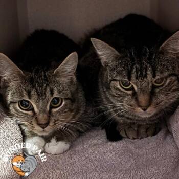 Baguette -  Domestic Short Hair Cat for Adoption in Providence, Rhode Island - Baguette | PetCurious