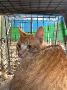 BASE LINE 6 -  Domestic Short Hair Cat for Adoption in Rancho Cucamonga, California - BASE LINE 6 | PetCurious