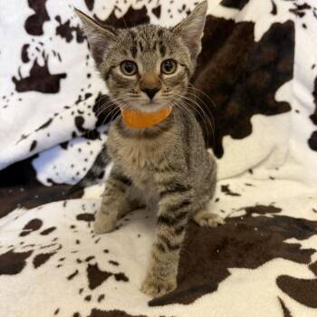 Cocoa Puffs -  Domestic Short Hair Cat for Adoption in Buffalo, Minnesota - Cocoa Puffs | PetCurious