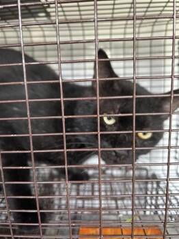 A661184 -  Domestic Short Hair Cat for Adoption in Houston, Texas - A661184 | PetCurious