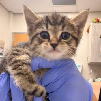Tofu -  Domestic Short Hair Cat Available for Adoption in Chattanooga, Tennessee - Tofu | PetCurious