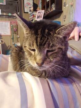 Rescue Domestic Short Hair Cats for Adoption in Westbury, New York - Snickers Farmingdale | PetCurious