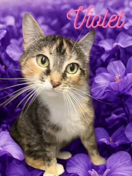 Violet -  Domestic Short Hair Cat Available for Adoption in Barton, Vermont - Violet | PetCurious