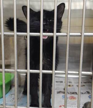 Domestic Medium Hair and Domestic Short Hair Cats Available for Adoption - CLOVER | PetCurious