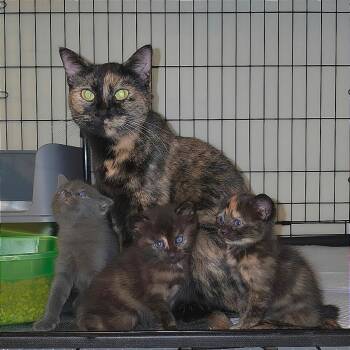 Autumn -  Domestic Short Hair Cat for Adoption in Overland Park, Kansas - Autumn | PetCurious