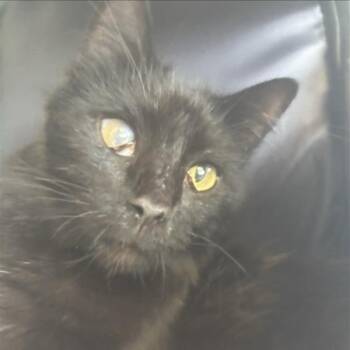 Strawberry -  Domestic Medium Hair Cat for Adoption in Long Beach, California - Strawberry | PetCurious
