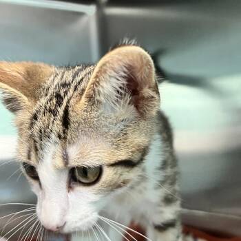 Paul -  Domestic Short Hair Cat for Adoption in Matteson, Illinois - Paul | PetCurious