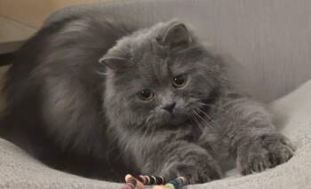 Jojo -  Domestic Long Hair Cat for Adoption in Snow Hill, Maryland - Jojo | PetCurious