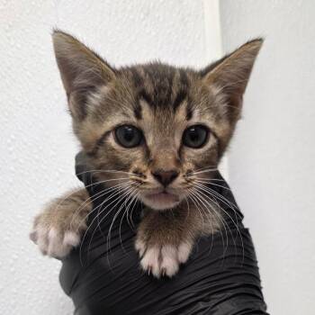 Bob -  Domestic Short Hair Cat Available for Adoption in Abilene, Texas - Bob | PetCurious