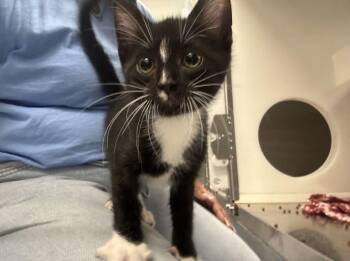 Domestic Short Hair Cats Available for Adoption in Hilton Head Island, South Carolina - Kielbasa | PetCurious