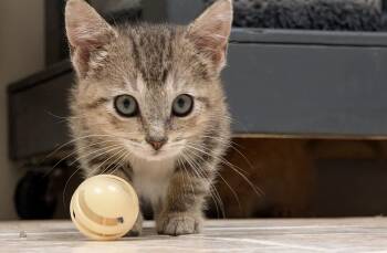 Zaire -  American Shorthair Cat for Adoption in Waupun, Wisconsin - Zaire | PetCurious