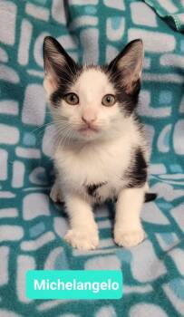 Rescue Domestic Short Hair Cats for Adoption in Richmond, Indiana - Michelangelo | PetCurious