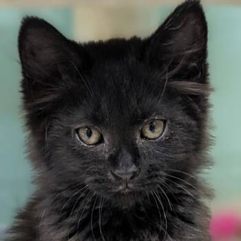 Jalapeño Popper -  Domestic Long Hair Cat for Adoption in Jefferson, Wisconsin - Jalapeño Popper | PetCurious