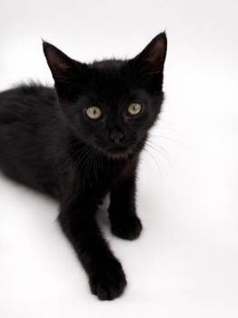 Blair -  Domestic Short Hair Cat for Adoption in Bowling Green, Kentucky - Blair | PetCurious