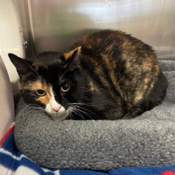Eloise -  Domestic Short Hair Cat for Adoption in Los Angeles, California - Eloise | PetCurious