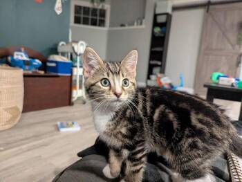 Rescue Domestic Short Hair Cats for Adoption in Abbotsford, British Columbia - Echo | PetCurious