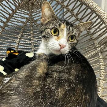 Rescue Domestic Short Hair Cats for Adoption in Pasadena, Maryland - Coral | PetCurious
